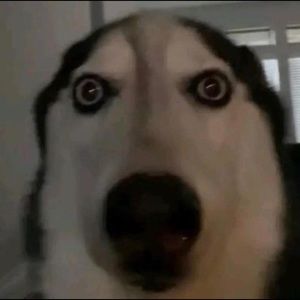 Meet your Posher, Rosa